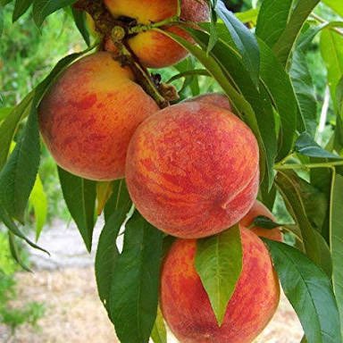 2. Aaru (আৰু आड़ू ) Peach : Normal peach found in the market, but grown in North India. Not local. Yellow or reddish yellow in colour. (আমাৰ নৰা বগৰী সমান সোৱাদ নাই, সেৰসেৰীয়া  )Both Nora Bogori and Aaru (Prunus Persica) are peaches and has a fuzzy skin ( চালত শুঙ আছে)