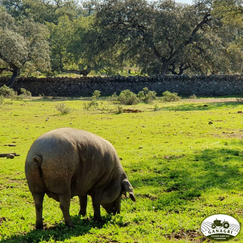 ganagri_'s tweet photo. Gestión de aprimalamiento de lechones y cebadero de vacuno.

Confía en nosotros para todo tipo de trabajo ganadero. 💪💪

#campo #ganaderia https://t.co/rhfaP6r6y4