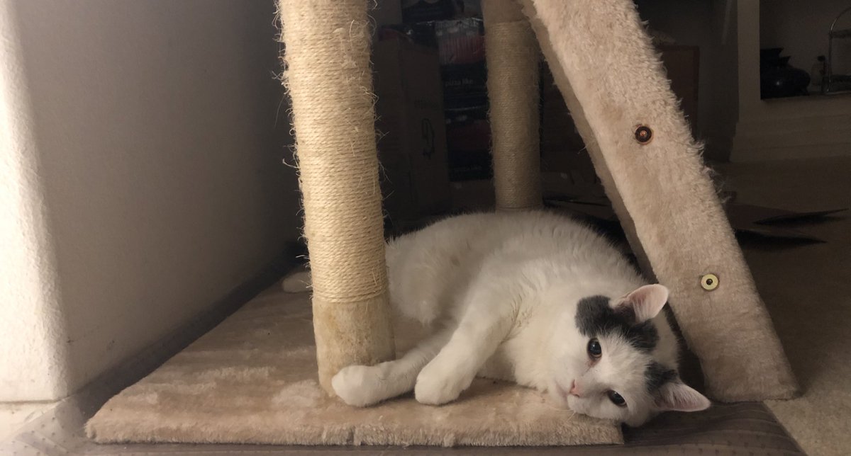 ThompsonDaCat tweet picture