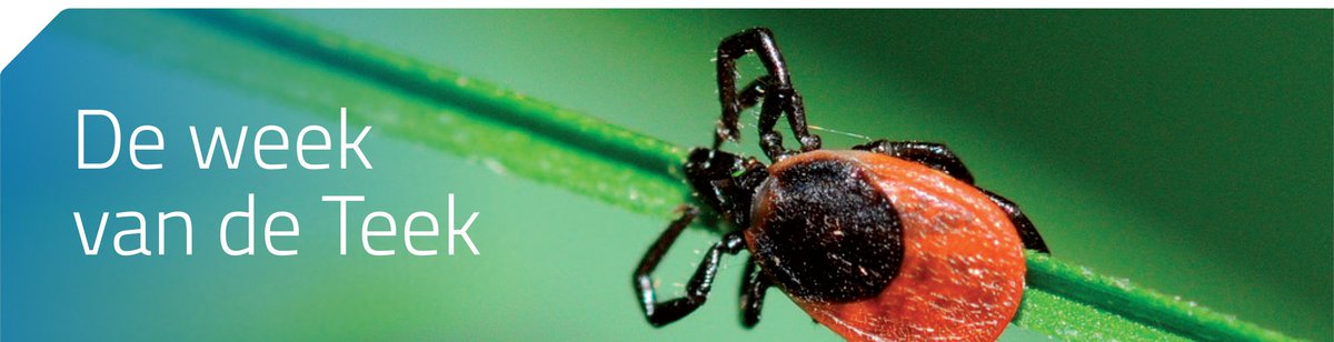 Week van de teek! Het controleren op teken blijft van belang. We zien al sinds 1994 een groeiend aantal mensen in Nederland die door teken zijn gebeten. Wij behandelen in deze cursus één van de bekendste infectieziekten overgedragen door teken:  #Lyme ehuisartspraktijk.nl/training/Teken…