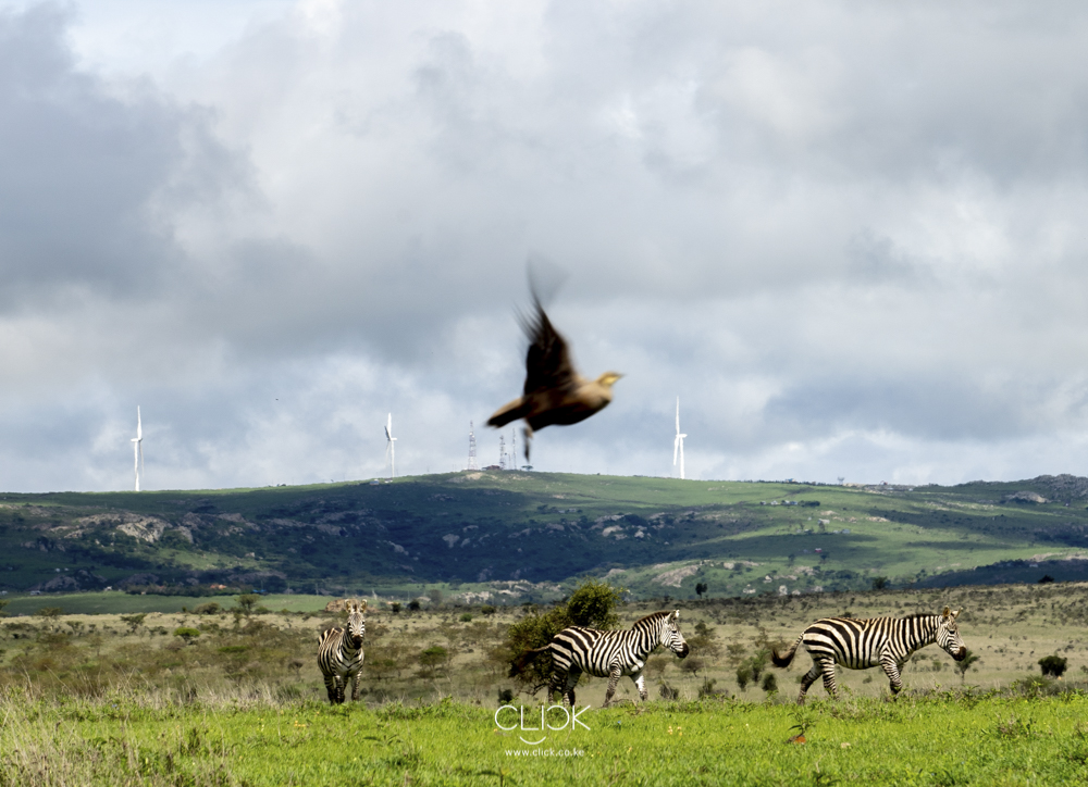 At every visit to the wind farm, I’ve seen wildlife grazing freely between Kajiado town and the construction site. An environmental team from Kipeto is constantly working to ensure that their habitat is kept safe.