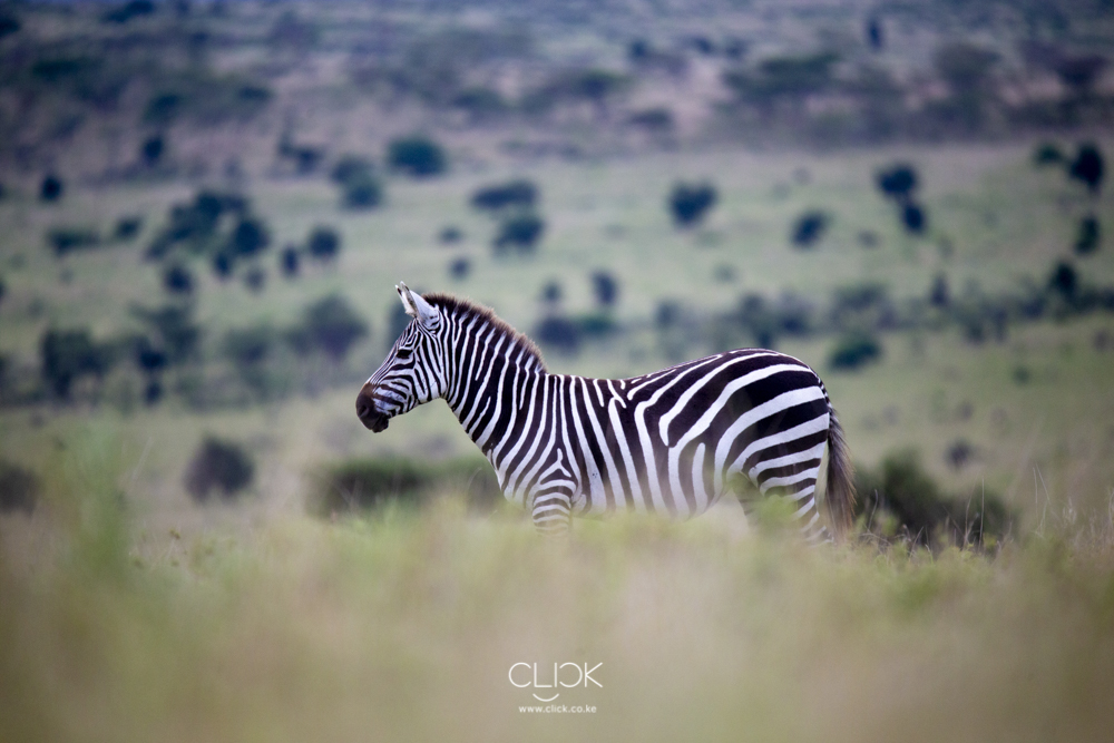 At every visit to the wind farm, I’ve seen wildlife grazing freely between Kajiado town and the construction site. An environmental team from Kipeto is constantly working to ensure that their habitat is kept safe.