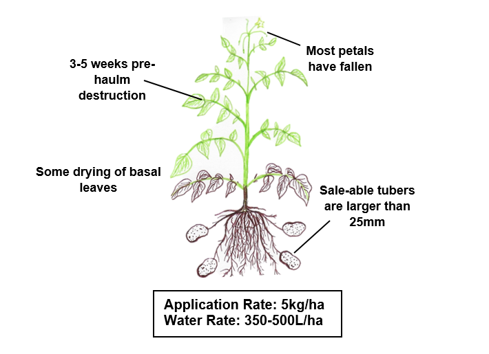 With hot weather forecast this week, don't forget that maleic hydrazide relies on open stomata to be most effective and can cause damage when applied at temperatures above 26 degrees. Choose your Fazor spray timings wisely to get the best out of the active. #FazeOutTheCompetition