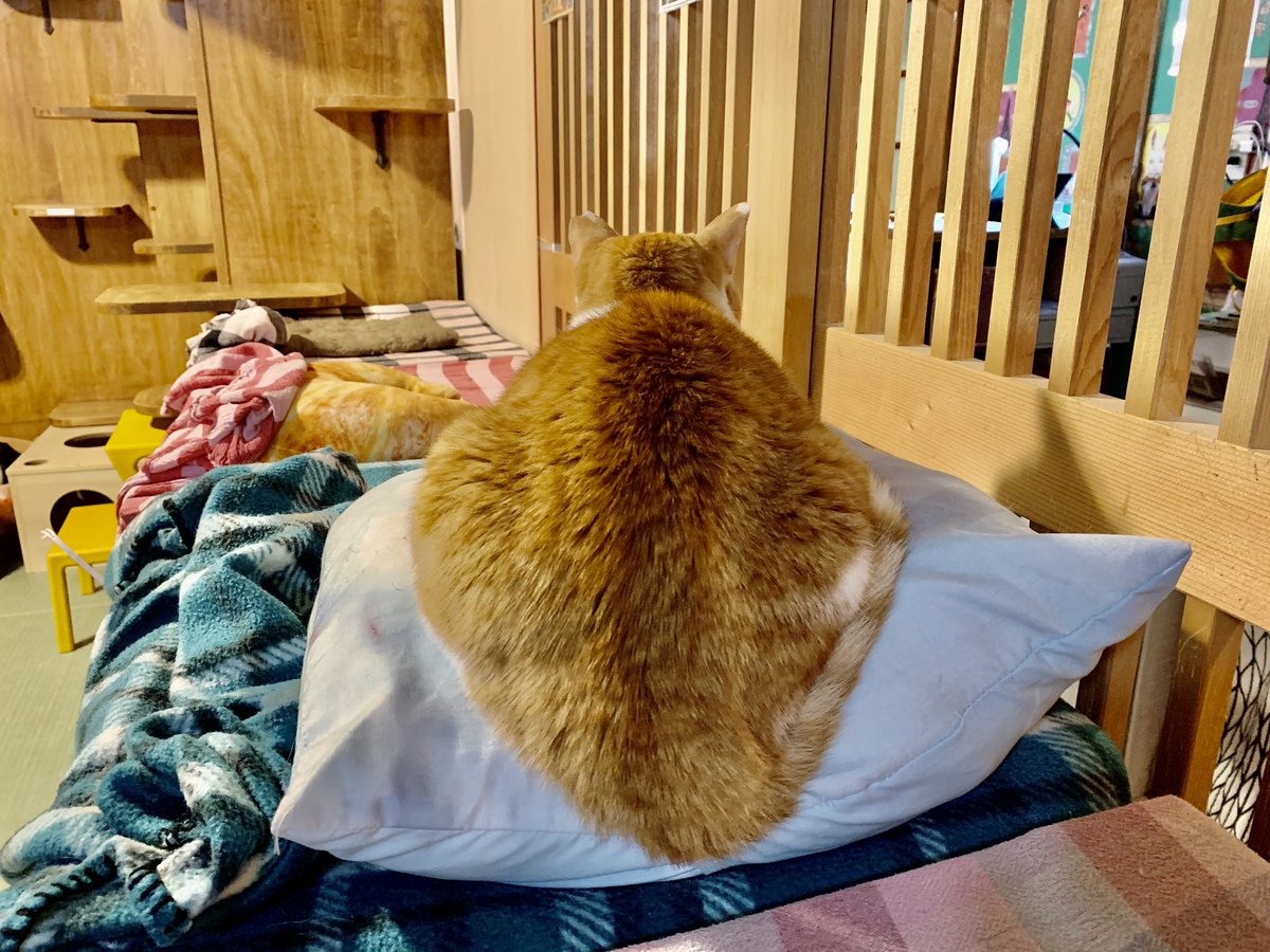 保護猫カフェ ネコリパブリック東京お茶の水店 漢は背中で語るもんだぜ がっぺい 保護猫カフェ 猫カフェ ネコリパブリックお茶の水 ネコリパ がっぺい 里親募集