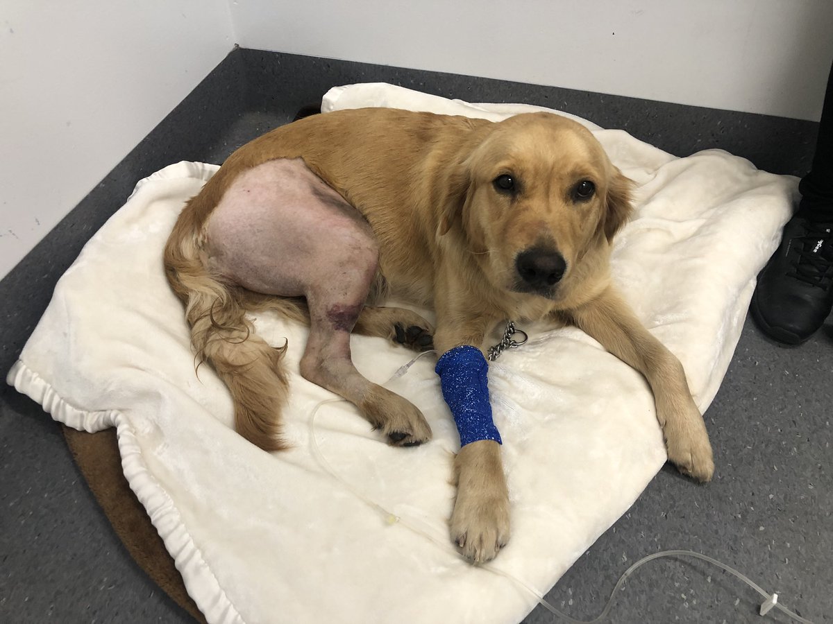 AnnaEyears's tweet photo. Marlee the golden retriever is a trooper! After wandering away from home, her owner found her with a gun shot wound to her leg, seemingly shot at close range. She’s expected to make a full recovery following successful surgery overnight. @WINNews_CNS https://t.co/aNUQCwc1OH