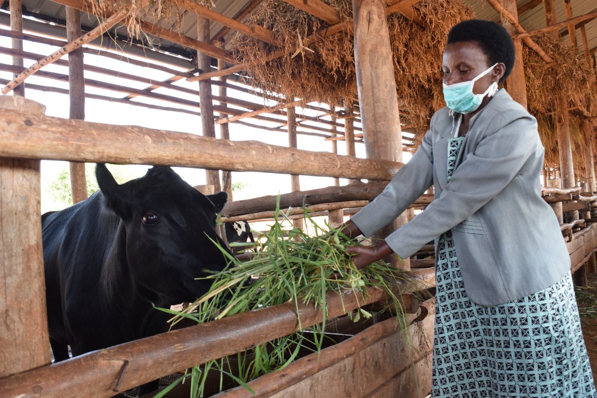 ryaf_agribiz's tweet photo. Kayonza: Citizens laud the efforts by The Government through RDDP-RYAF Project to build sustainable cowsheds

Read more via RYAF website : https://t.co/q2STiyb4tX https://t.co/wz3wlKReBJ