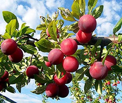 4. Plum ( প্লাম आलूबुखारा ) Prunus domestica. In Assam, the local plum in the market, comes from the hilly areas and are big and black or reddish purple. ক’লা বা উগ্ৰ ৰঙা বা বেঙুনিয়া প্লাম, বৰ ৰসাল, অসমত নগজে !