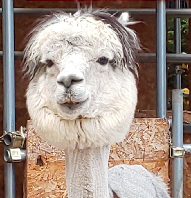 抹茶 アルパカ 来いよ もっとこっち来いよ 俺 え やだこわい ツバが アルパカ 大丈夫だよ そんな事しねぇよ 俺 どうみてもやりそうぢゃん これ以上近づくと回避出来ないんで勘弁してください としまえん