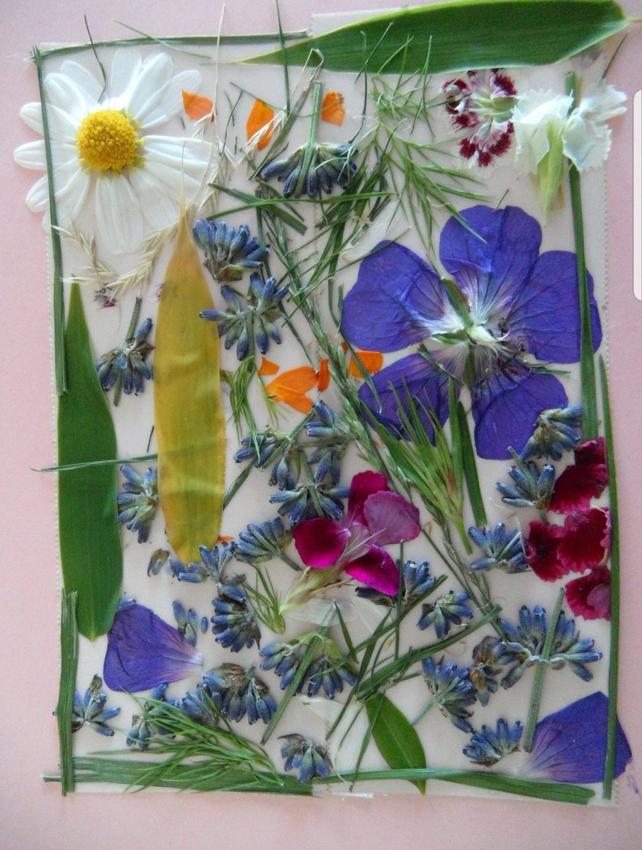 MissF_Borestone's tweet photo. Pressed flowers! You could use the dried, pressed flowers to create a picture or a card for someone you love 😍 https://t.co/S0zBYLEP7b