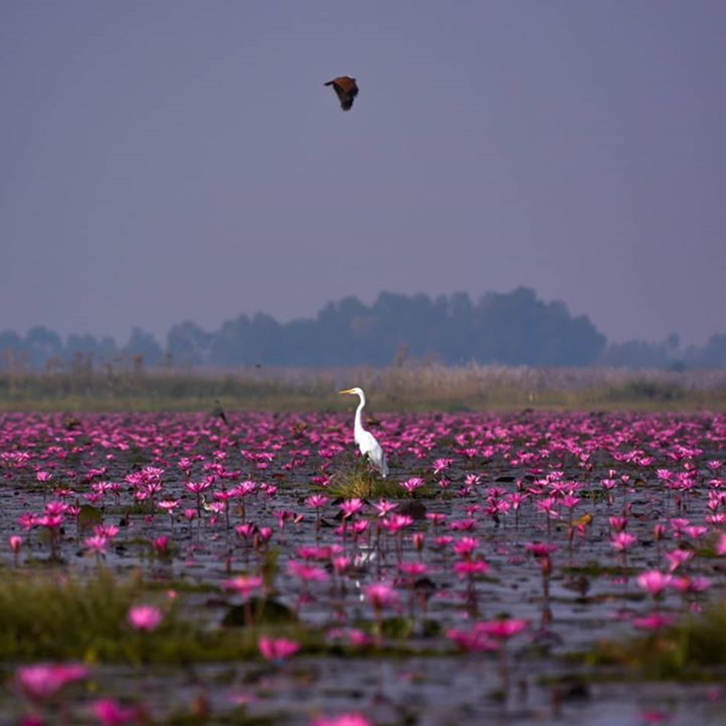 thailandsa's tweet photo. A photographers dream! #RedLotusSea is famous for the lotus bloom from November to February. The open lotus flowers are made even more brilliant by the dazzling colors in the sky during sunset!
📷: IG saleema.zabeel #AmazingThailandSA https://t.co/6XSnkUvaBG