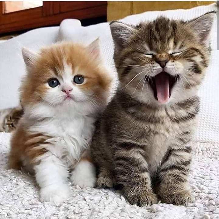 Cat_Lover_Club1's tweet image. Here we have 2 kitties in 2 different moods.😂😍
.
Do you want to be featured on our account? Just DM me and your post might be selected! 💖
———————♡———————
Tag 3 friends who are cat lovers! 🐱
.
✔ From 👉@allcatvibes 🐱
✔ Follow 👉@cat_slover.club 🐈
.#catsofinstagram #Meow