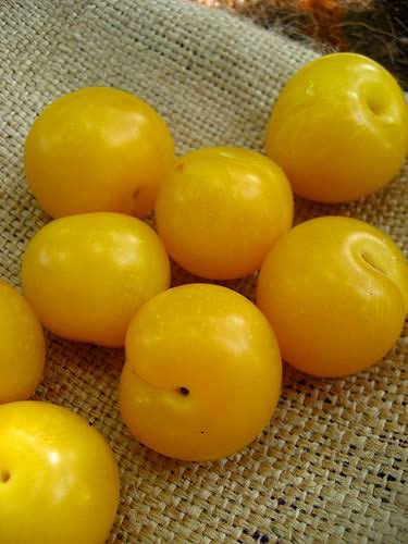 6. Xoon Bogori ( সোন বগৰী ) Yellow Plums or Mirabelle PlumsThis is an old Assamese Plum varietal. Grows wild too. A favourite of parrots. Once upon a time, was very common in upper Assam. But now, most Assamese do not know about it. Very sour, its tartness is a bit bitter.