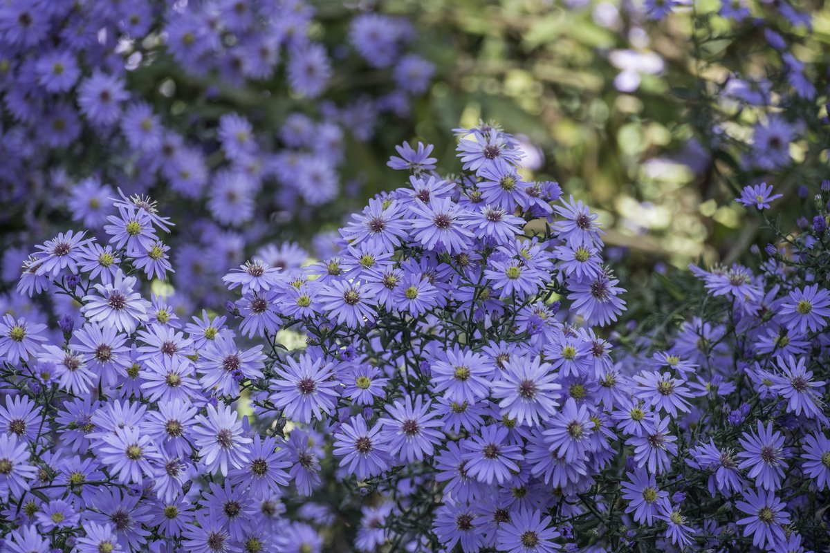 RJBOTANICO's tweet photo. ¡Vuelven las visitas guiadas al @RJBOTANICO! A partir del 4 de julio, todos los miércoles y fines de semana. 

¡Ven a conocer la historia y la botánica en primera persona!
+ info y todos los detalles para reservar tu visita 👇
⏩ https://t.co/aJhHL8kUu0 https://t.co/LJ9vsyJMlD