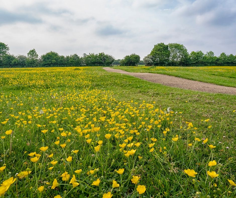 TheParksTrust's tweet photo. If you’re searching for a longer route, check out the 5.3-mile #Caldecotte and #OuzelValley walk in our Virtual Walking Festival! You can spot a huge variety of waterfowl from the lakeside and see our cattle and sheep as you pass through Ouzel Valley https://t.co/iQghOIHxit https://t.co/isBRnClrKT