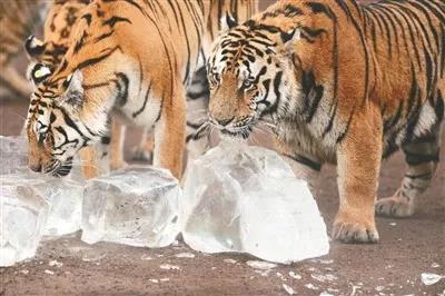 ShenyangChina's tweet photo. #TourisminShenyang Cool! Animals in Shenyang Forest Zoo have found their best way to cool down. https://t.co/ci0pwU16Sl