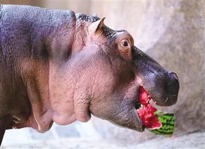 ShenyangChina's tweet photo. #TourisminShenyang Cool! Animals in Shenyang Forest Zoo have found their best way to cool down. https://t.co/ci0pwU16Sl