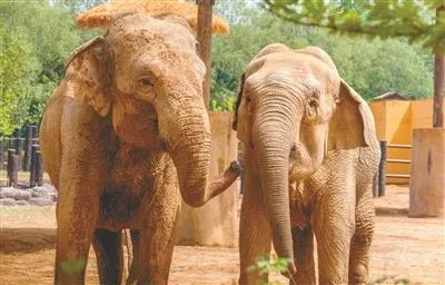 ShenyangChina's tweet photo. #TourisminShenyang Cool! Animals in Shenyang Forest Zoo have found their best way to cool down. https://t.co/ci0pwU16Sl