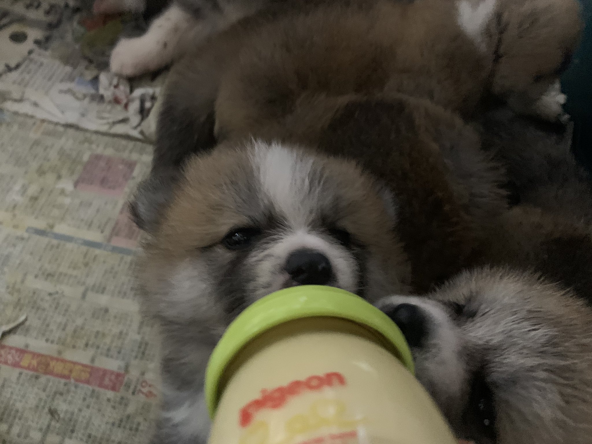 ひーちゃん 秋田犬の子犬たち ミルクの時間です 秋田犬 秋田犬ブリーダー 哺乳瓶 哺乳 秋田犬白毛 秋田犬虎毛 秋田犬赤毛 秋田犬仔犬 九州 鹿児島 薩摩日登美犬舎 T Co Sqjlubxsur Twitter