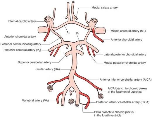 Siz de bunu sürekli unutuyor musunuz yoksa benim mi beyinim planktonlar seviyesinde?