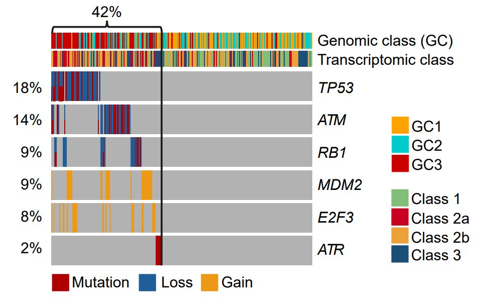 Happy to share a pre-print of our multi-omics UROMOL2020 work on non-muscle invasive bladder cancer. Discovery of 4 transcriptomic classes, linked to genomics and spatial proteomics.
 #NMIBC #bladdercancer 
medrxiv.org/content/10.110…