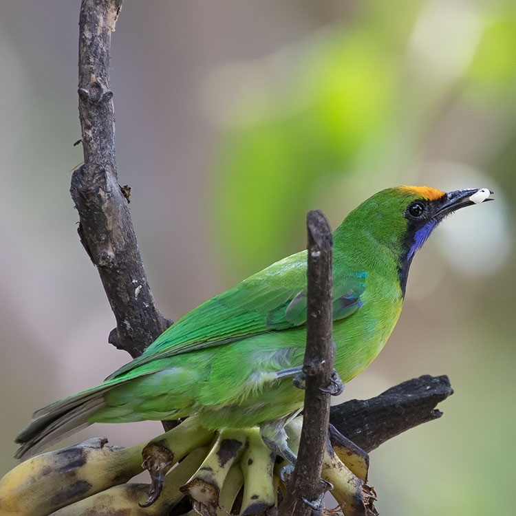 vafaned's tweet photo. Had to cut my day trip to #KaengKrachan short as it started to pour down when I tried to get pictures of the #BlueWingedPitta. But I was lucky to see the gorgeous #GoldenFrontedLeafbird #นกเขียวก้านตองหน้าผากสีทอง
#Birdforum
@Avibase
@orientbirdclub
#ornithology
#birdphotography https://t.co/1LDh5Fju05