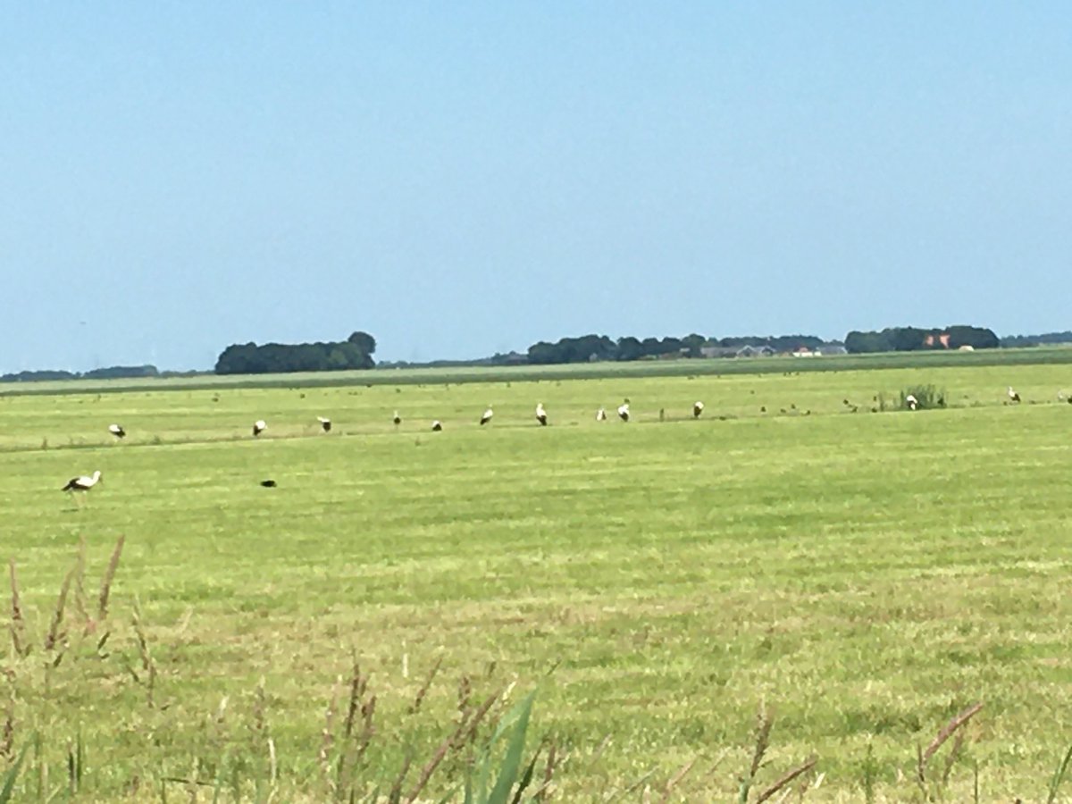Ooievaarsdorp? Winschoten. Op weg naar Blijham. Maar liefst 23 ooievaars! Prachtig!