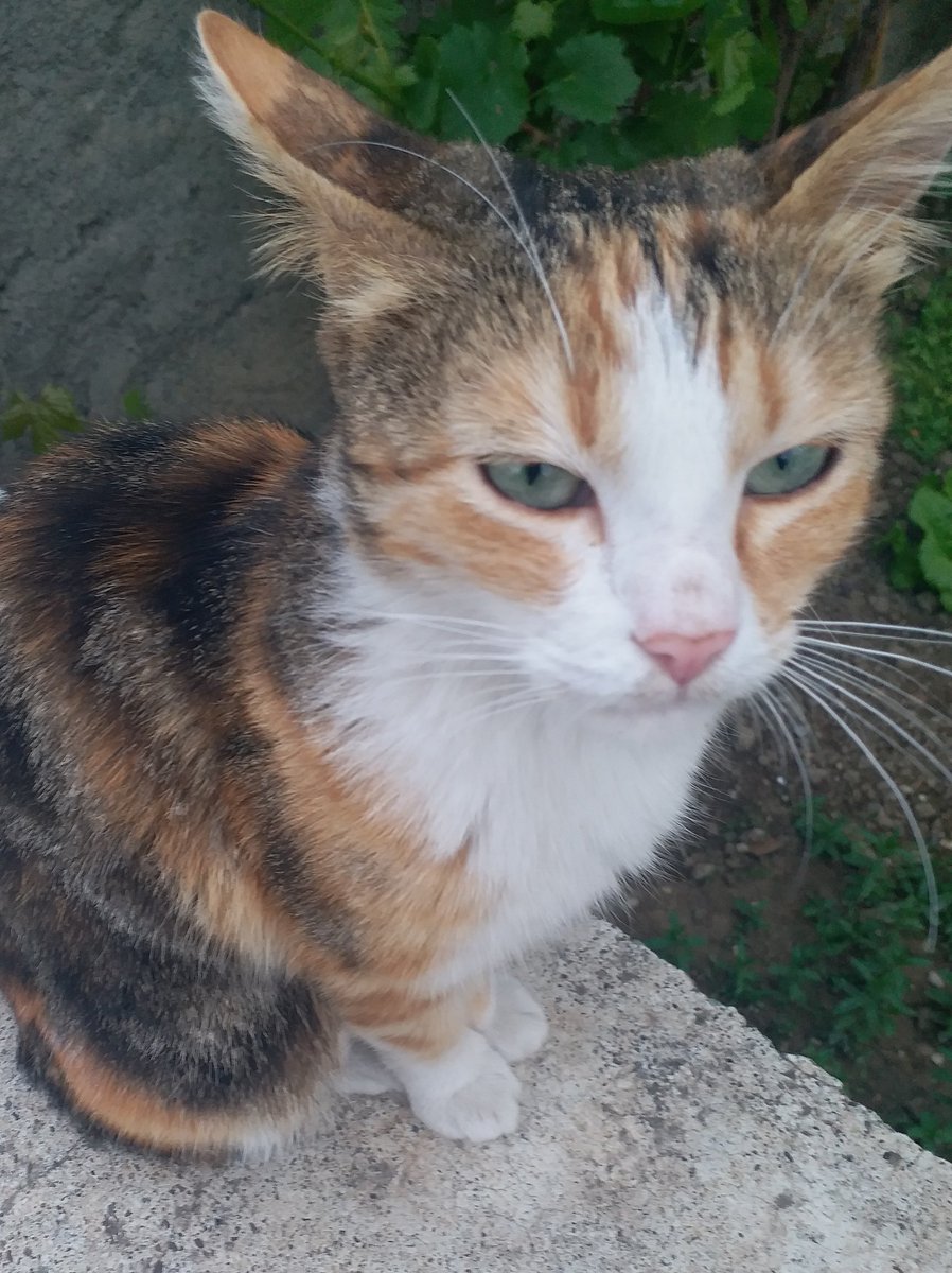 😺🧡💫🦒💥👑