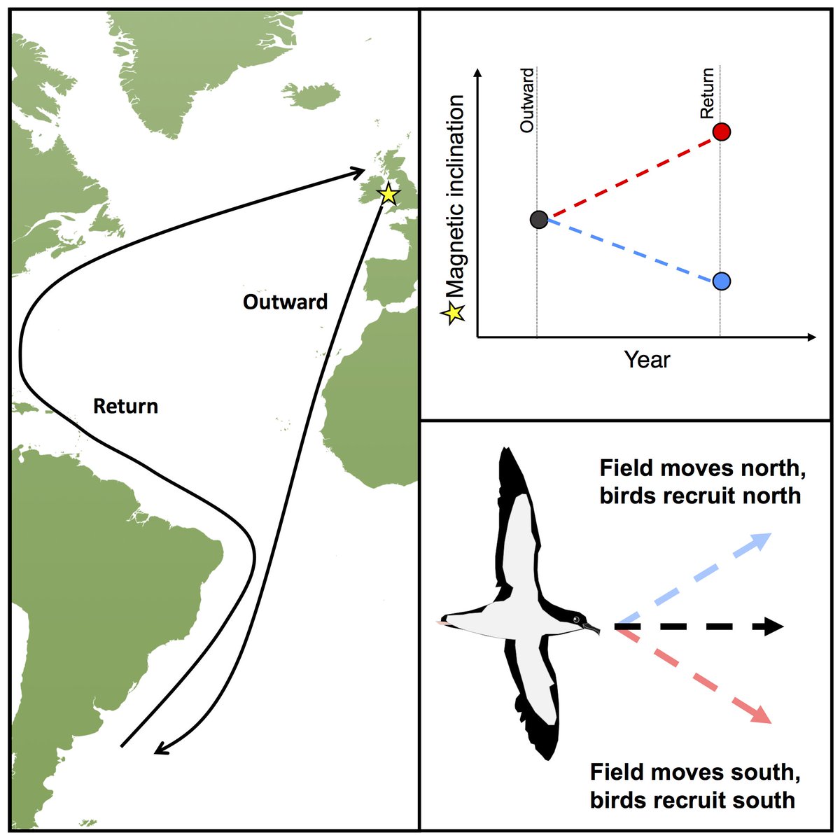 joewynn_birds's tweet image. Our paper was published last week in @CurrentBiology ! I seem to have missed it because I&apos;m an organized and on-the-ball person. Anyway, &quot;Natal imprinting to the Earth’s magnetic field in a pelagic seabird&quot;, FFO: #magnetoreception #seabirds  #navigation sciencedirect.com/science/articl…
