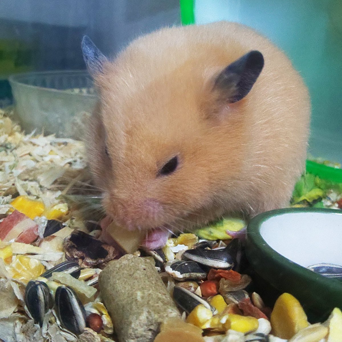 ユースk ハムスター キンクマハムスター 食事 ペット 動物 食事の時間 ユースk ハムスター キンクマハムスター 食事 ペット 動物 食事の時間