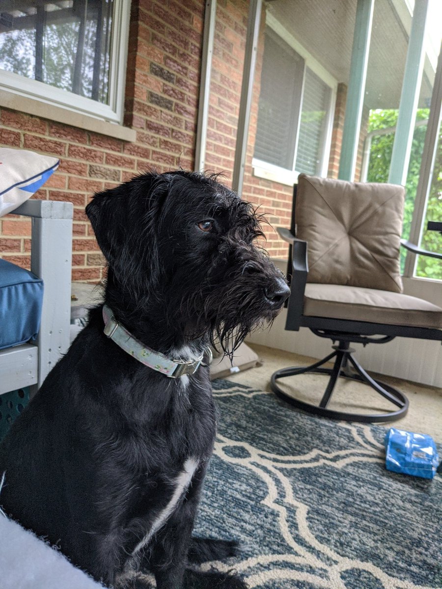 bstowers24's tweet photo. @TMobile @SamsungMobileUS First photos are always of my furbabies #TMobileTuesdays #contest https://t.co/PUoYqpIzba