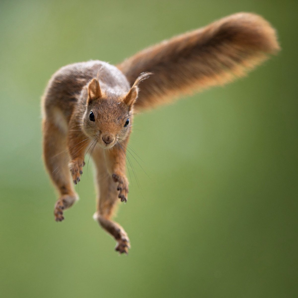 Not only do I photograph baby squirrels, but I also photograph adults jumping 