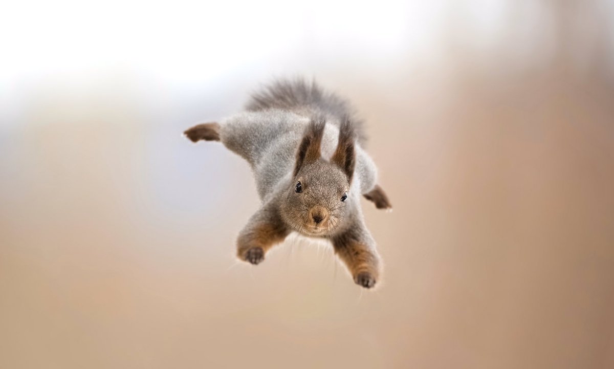 Not only do I photograph baby squirrels, but I also photograph adults jumping 