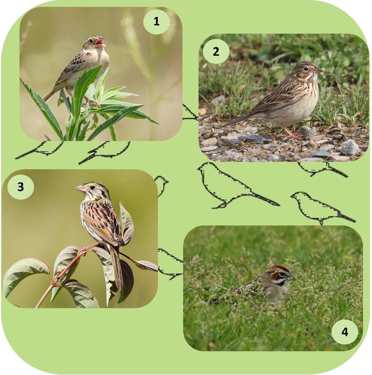 BSBOBIRD's tweet photo. #AvianTriviaTuesday
Sparrows!
Each of these species can be found in Ohio during the summer breeding season. The answers will be posted at 4 PM today #bsbo #sparrow https://t.co/LMZYXfIrtu