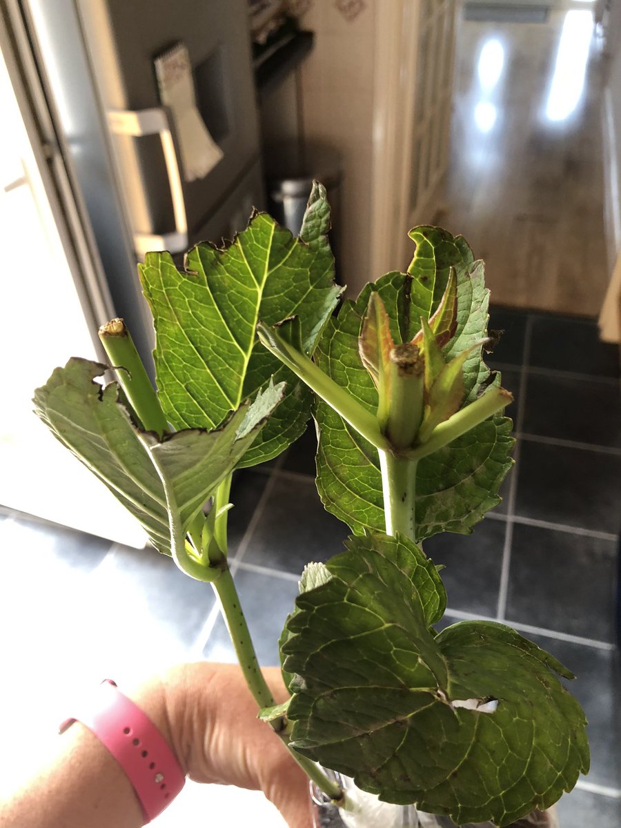 Mindyjetset's tweet photo. @Groupon_UK my lovely hydrangea black diamonds shining angel arrived today in this state!!!! Totally unacceptable with dead eaten leaves and branches cut at the top. Both of them look an absolute mess and not what I paid to have in my garden #disappointed #customersatisfaction https://t.co/19OqmNcbBM