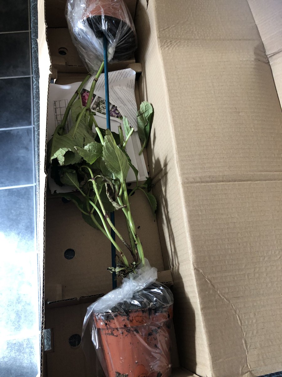 Mindyjetset's tweet photo. @Groupon_UK my lovely hydrangea black diamonds shining angel arrived today in this state!!!! Totally unacceptable with dead eaten leaves and branches cut at the top. Both of them look an absolute mess and not what I paid to have in my garden #disappointed #customersatisfaction https://t.co/19OqmNcbBM