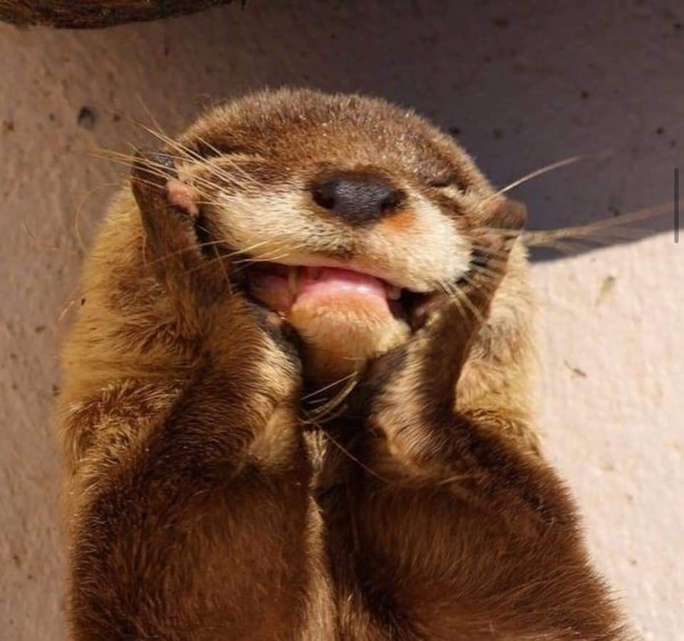 ScrumpWiggins tweet media