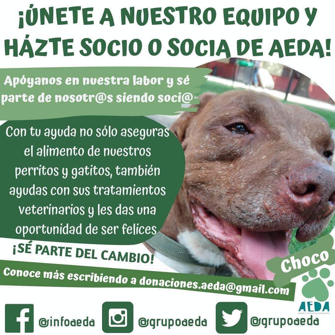 ¡TRABAJA JUNTO A NOSOTROS PARA NUESTROS PELUDOS❣
HOY LOS INVITAMOS A FORMAR PARTE DE NUESTRO PROGRAMA DE SOCIOS 💕 
¡Trabajemos juntos para el bienestar de los que no tienen voz!