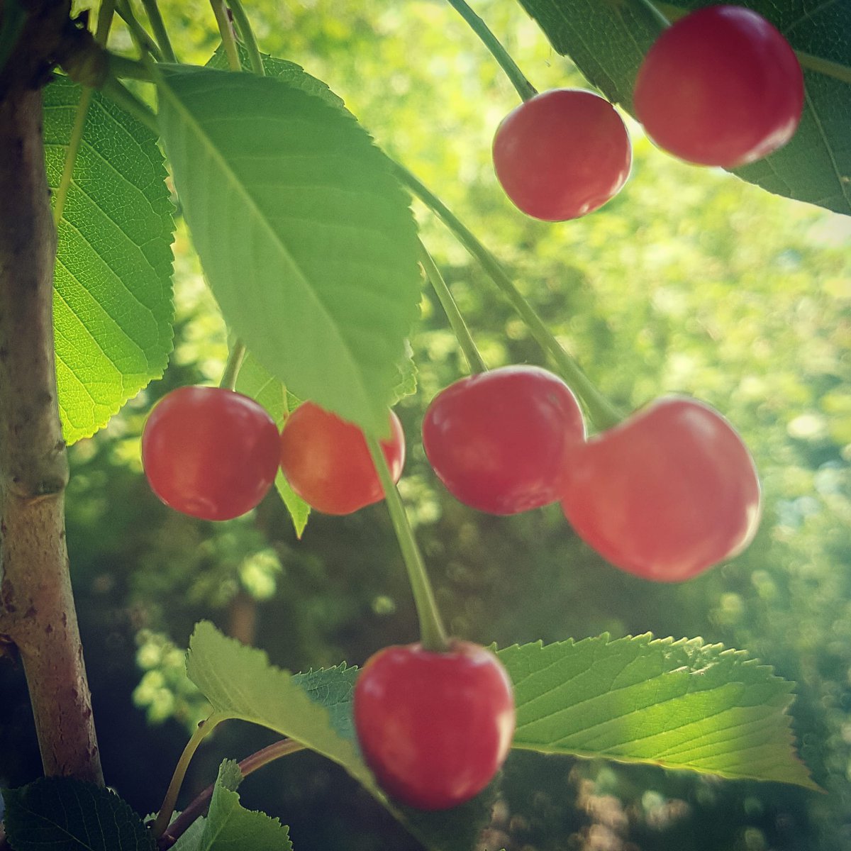 AngelaWardMedia's tweet photo. I don't think I've ever seen so many cherries on our tree! #cherries #cherrytree #cherry #cherrypie #crowborough 🍒🍒🍒🍒🍒🍒🍒 https://t.co/NDwLIwchqG