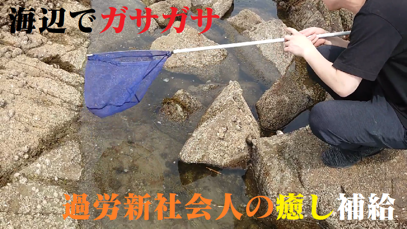 DiyAqua's tweet photo. 海辺でガサガサ～フグはカワイイ！～ #021 https://t.co/2NxHrgtObQ @YouTubeより https://t.co/VpZCjyoC9X
