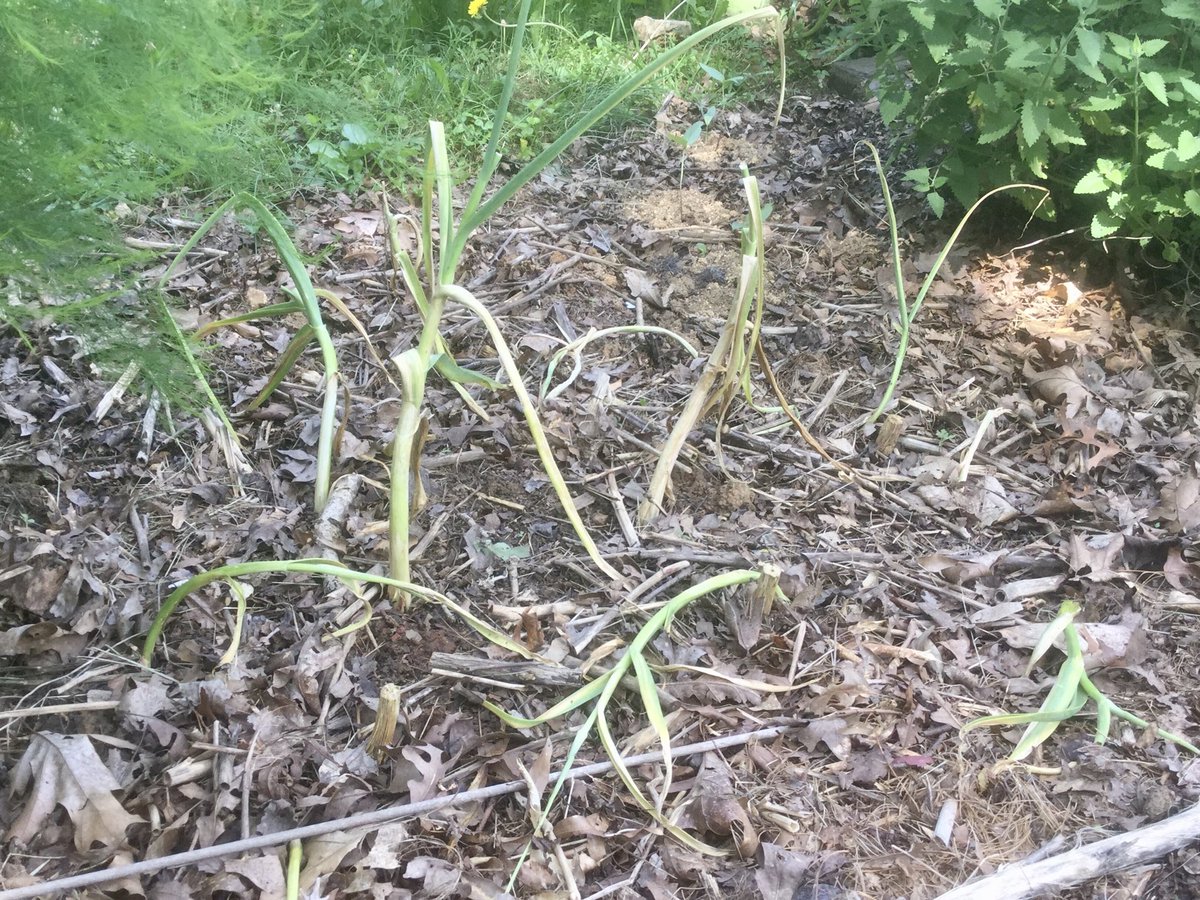 クエ子の友達 ニンニク 花芽が出てから１ヶ月ということやったけど まだ多分１週間ぐらいしか経ってないけど 黄色くなってきたし 掘るわ ニンニクは来年に期待 秋にもっぺん植えます
