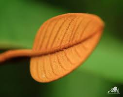 arbolespe's tweet photo. #Caparrosa #Onotillo #Lacre #Sangrito (Vismia baccifera) F Hypericaceae. Son árboles con tricomas simples con hileras glandulares , hermafroditas. Hojas con puntos glandulares negruzcos. Flores homostilas .Fruto en baya lisa, glabra, frecuentemente punteado; semillas numerosas https://t.co/PcPA5ljmJl