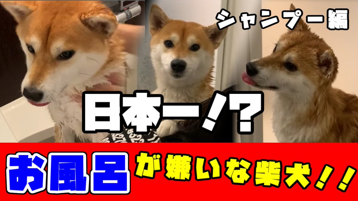 柴犬動画