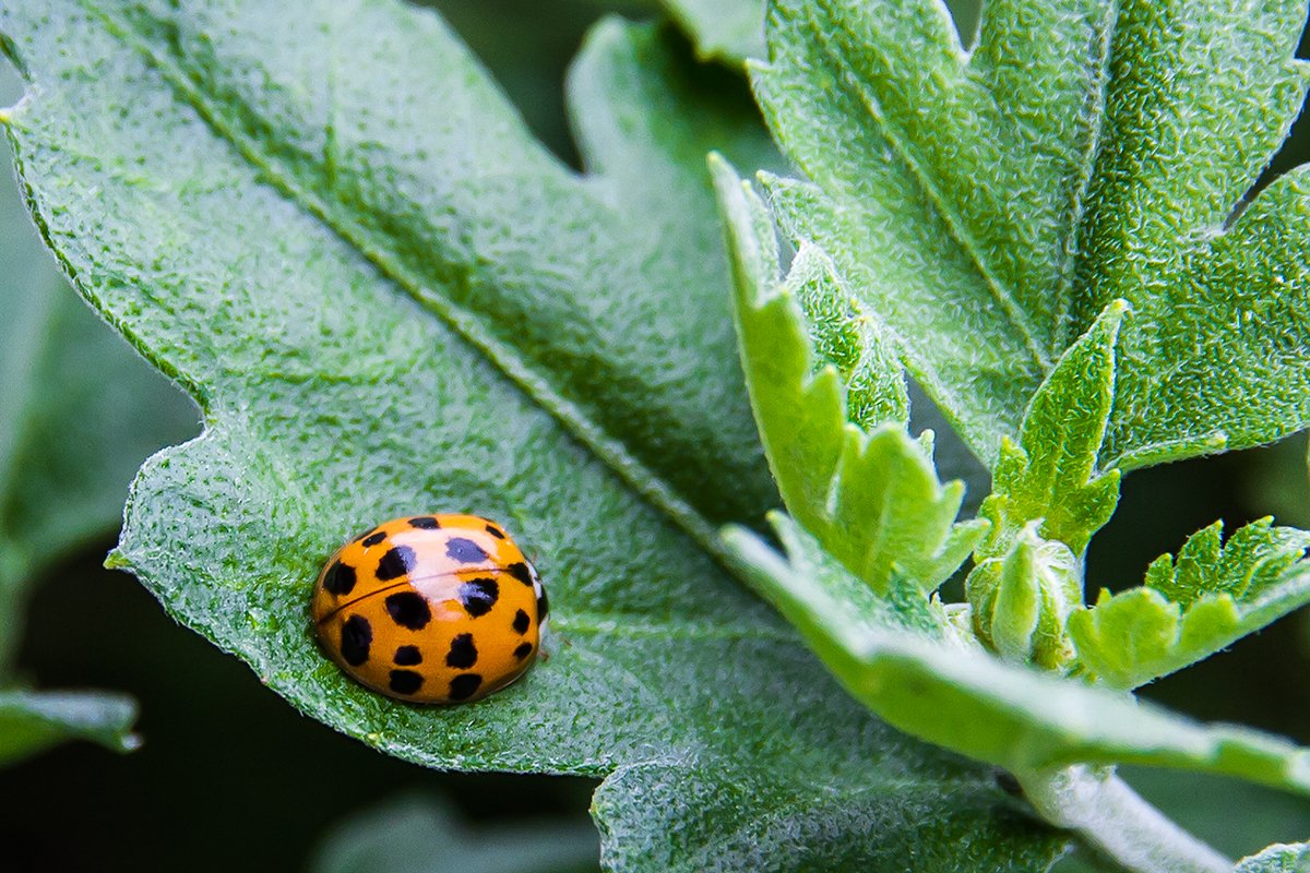 apollo0300's tweet photo. Coccinelle
Toutes mes photos sur mon site web : https://t.co/DU1f64rp8w
#insecte #isect #Ladybug https://t.co/jNWAIbRWyb