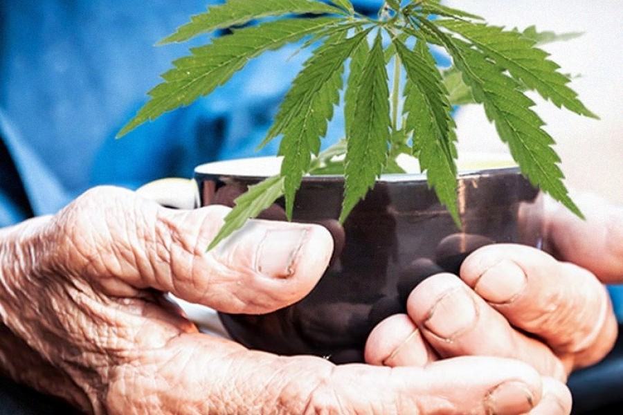 lourdescr3's tweet photo. Se que para muchas personas escuchar la palabra #cannabis, es lo mismo que porretas, pero detrás de la planta hay un colectivo con necesidades muy urgentes para poder llevar una vida medio decente. #ElDolorMata y no entiende de edades #RegulaciónIntegralDelCannabis #SOSCannabis https://t.co/DlsTa4SvZU
