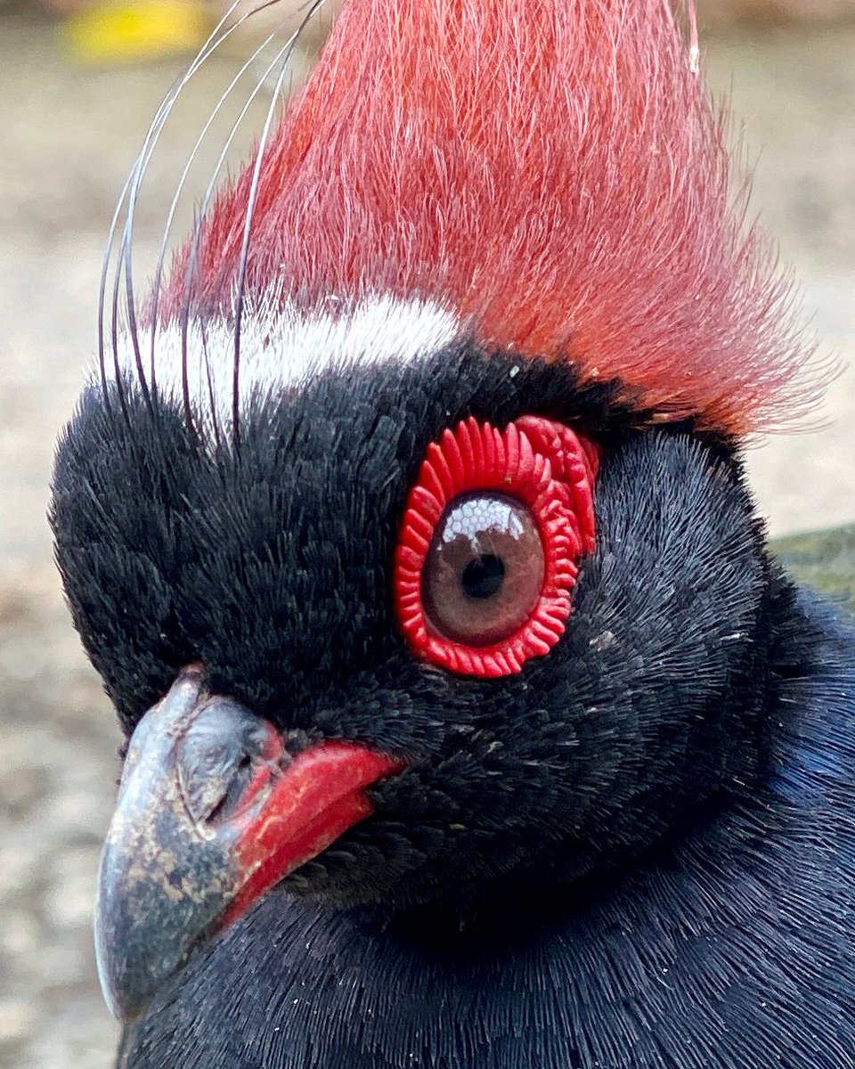 EdenProject's tweet photo. .@tatestives is asking people what colours they associate with Cornwall, and to share images with #ColoursofCornwall with a name for the colours. This week's theme is red, so here's Roul-Roul Red, named after our feathered friends in our Rainforest Biome 🐦🌴❤️ https://t.co/mv831yv1nc