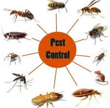 MoversCleaners's tweet photo. For Residential and commercial Pest control and fumigation services, Call us 0725 653 014/0753 046 253/0705 927 692/0731 416 858.
Visit our website https://t.co/rxX3SYhepL
Follow us on instagram, @elite_movers.cleanersltd &amp; on twitter @MoversCleaners
#Elitemovers #Elitecleaners https://t.co/mRx5quldkA