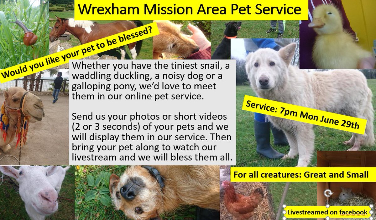 StMargoWrex's tweet photo. Final call for photos for the Wrexham Mission Area pet service
comment on here or email them to curateofwrexham@outlook.com
If you want your/your pet's name by the photo please say
tune in next Monday evening on facebook to have your pet blessed. https://t.co/Yk63wuCrDE