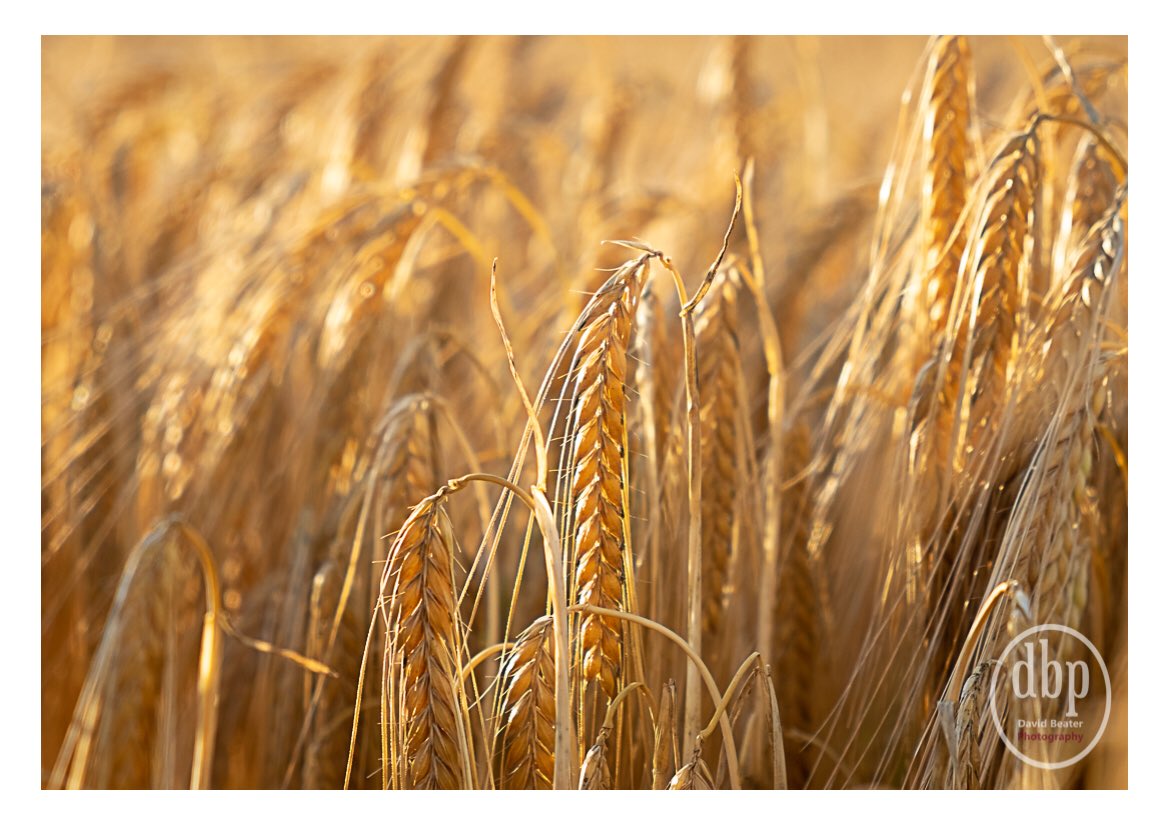 DavidBeater's tweet photo. Winter Barley Field near Bradbury Rings. Photographed into the evening sun. Meanwhile our dog Amber was alerted by some deer near the woodland! Taken with Fuji XT10 on a tripod. Lighting Godox AD 200 (lit from the front). #Dorset #wildlifephotography   #FarmLife https://t.co/zjcHWSxaoQ