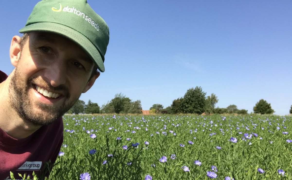 DaltonSeeds's tweet image. Always a pleasure inspecting this crop on a sunny morning. #Octal #Linseed