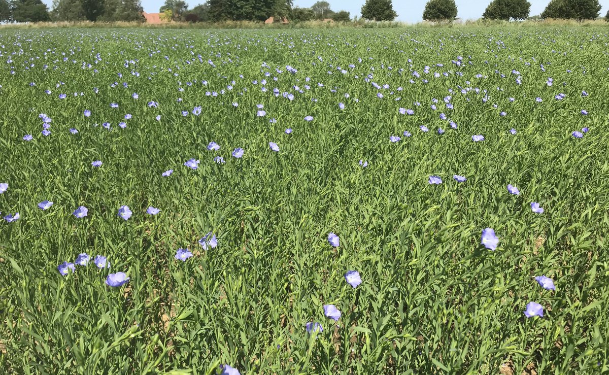DaltonSeeds's tweet image. Always a pleasure inspecting this crop on a sunny morning. #Octal #Linseed